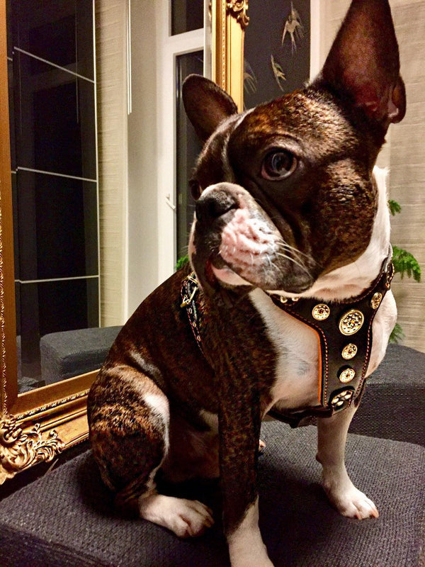 Bestia Bijou French Bulldog harness