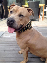 The "Gold Giant" collar