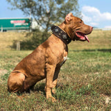 Brown pitbull wearing Bestia Aztec brown leather collar.