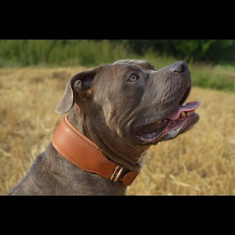 Plain "Style" collar brown - Bestia Dog Gear