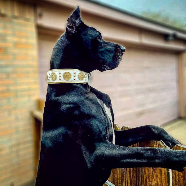 The "Maximus" collar white & gold