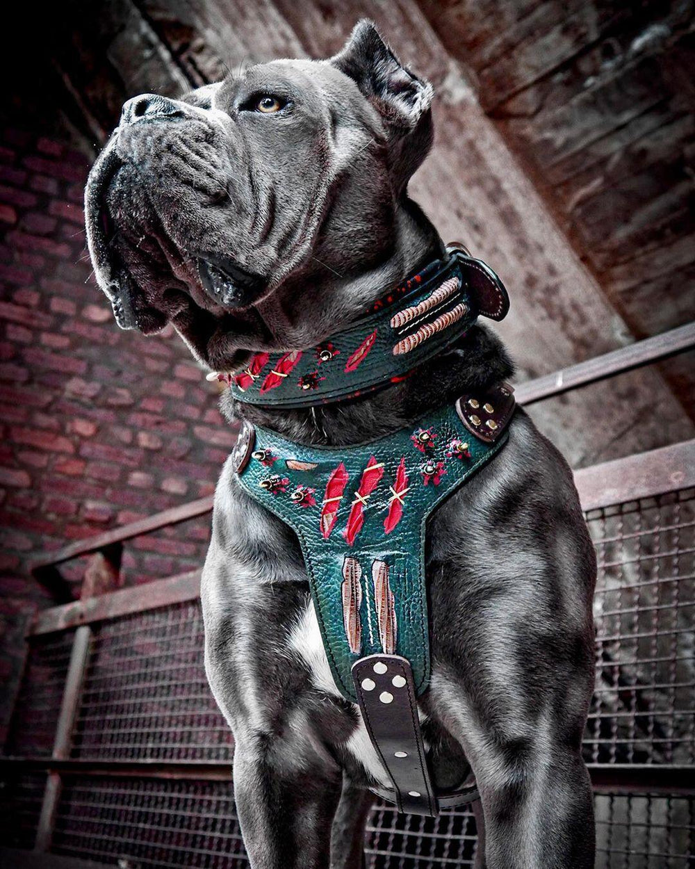 Cane corso leather harness hotsell