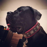 The "Eros" collar black - Bestia Dog Gear