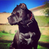 Cane Corso wearing the Bestia "Frenchie" dog collar