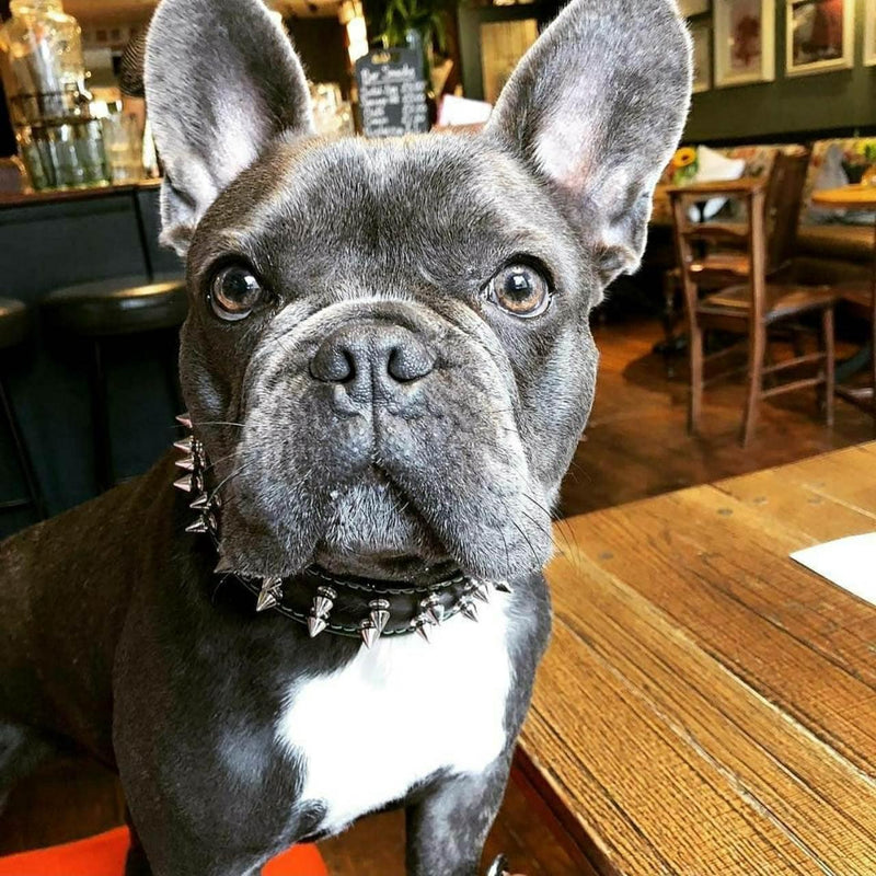 French Bulldog wearing the Bestia "Frenchie" dog collar