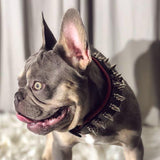 Frenchie wearing Bestia Danger spiked collar