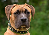 Presa canario with Bestia studded leather dog collar