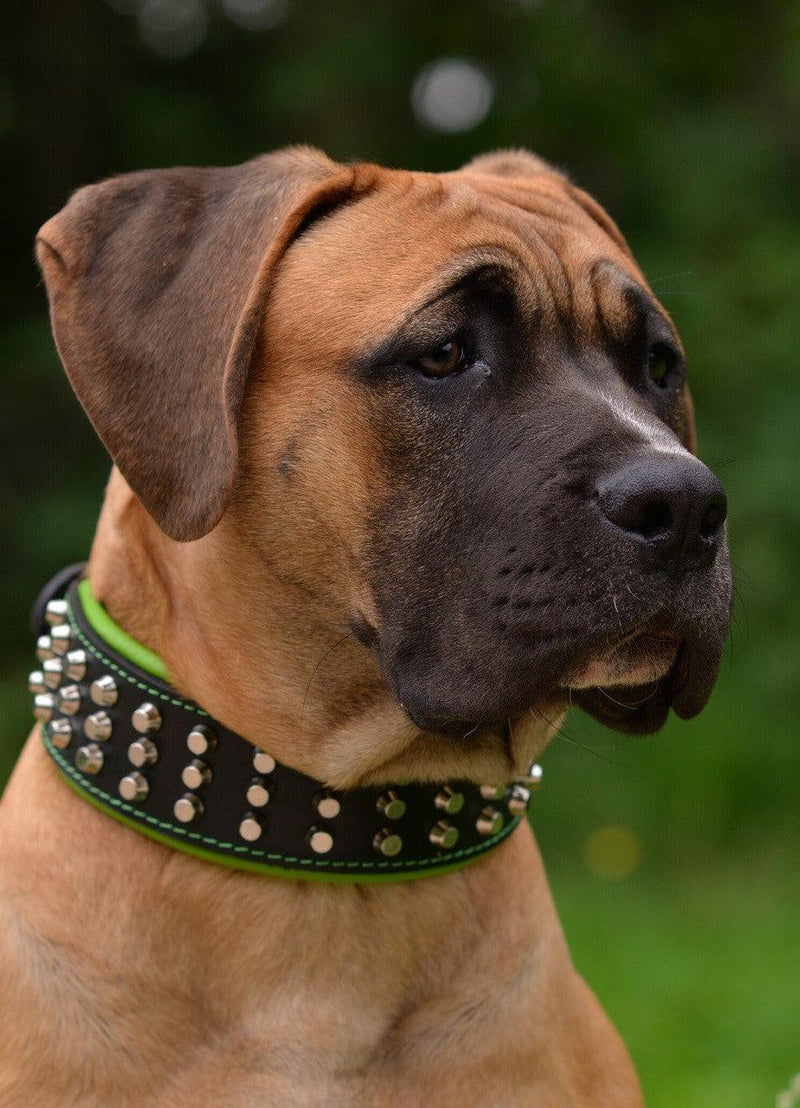 Mastiff with Bestia studded leather dog collar