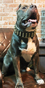 The "Gold Giant" collar