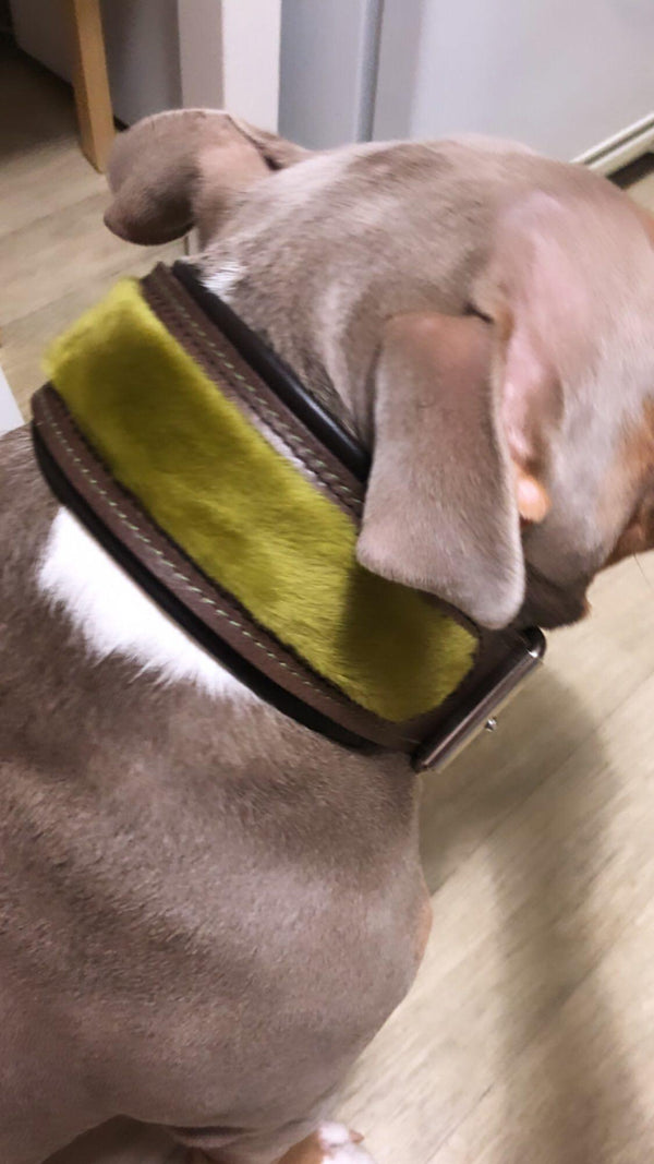 The ''Shrek'' collar