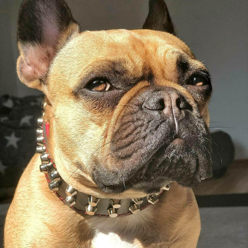 French Bulldog wearing Bestia "Rocky" collar