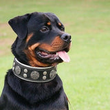Rottweiler wearing Bestia Hektor dog collar