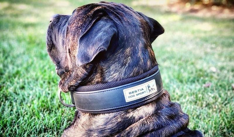 Bestia Dog Sport collar 