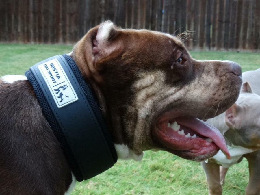 Dog Sport Collar M-fits a neck of 16.7