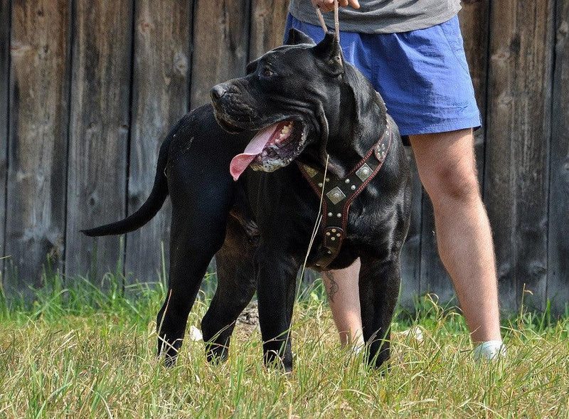 Large dog with Bestia leather dog harness