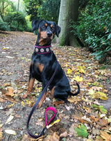 Pincher dog with pink Bestia Bijou dog collar