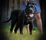 Presa Canario with Bestia leather dog harness